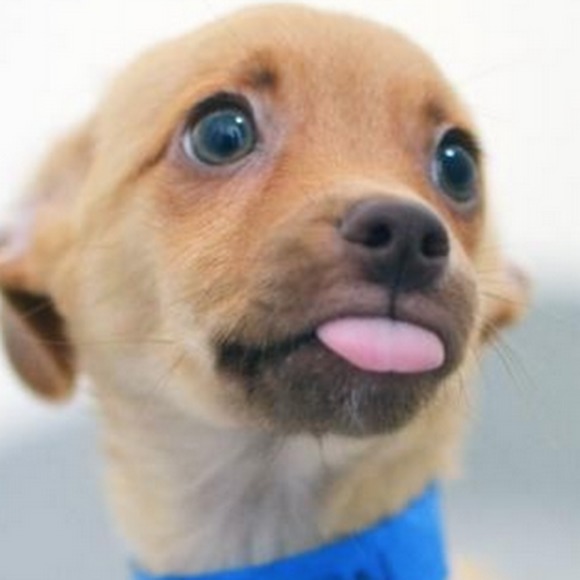 Meet your Posher, Jeffrey - Picture 1 of 1